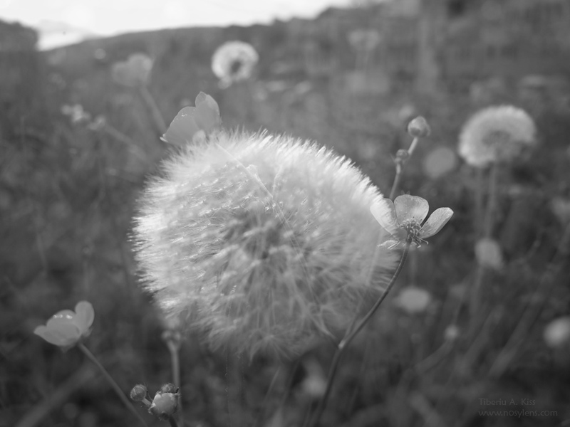 1247 :: Dandelion in the middle